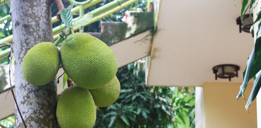 Vườn